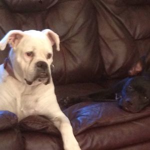 Meet your Posher, Donna